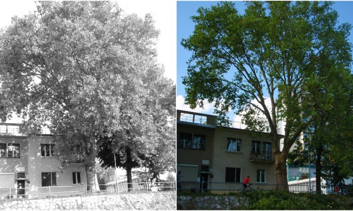Starostlivosť o staré a chránené stromy